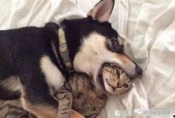 猫咪冠军爆料视频大全最新,揭秘视频大全背后的精彩瞬间